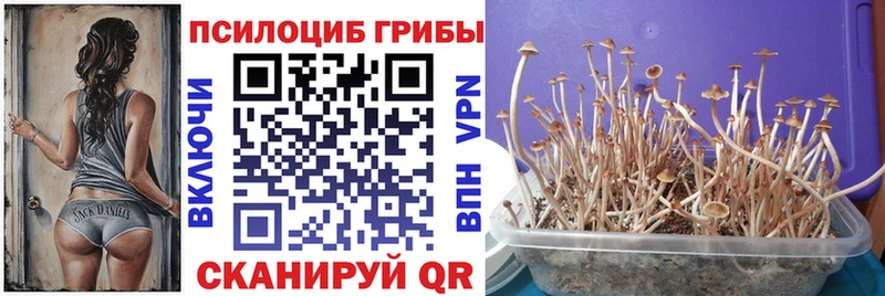 дарк нет состав  Североморск  Галлюциногенные грибы Psilocybine cubensis  даркнет сайт 